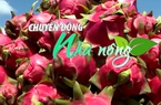Chuyển động Nhà nông 14/12: Thủ phủ thanh long vào vụ Tết