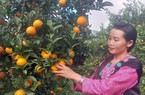 Nhân rộng những vườn cây ăn quả đẹp như miền cổ tích trên đất Tây Bắc