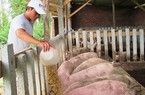 Xu hướng giảm giá lợn hơi vẫn đang lan rộng ở nhiều tỉnh thành