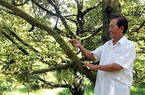 Cây sầu riêng là cây cổ thụ cho "ăn trái" vài chục năm, ở Hậu Giang có nhiều nhà thu tiền tỷ