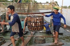 Doanh nghiệp xuất khẩu cá tra kêu cứu vì vốn siết chặt, lãi suất tăng cao