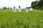 Vì sao nông dân Long An buồn, vui lẫn lộn khi giá lúa tăng chưa từng thấy trong 10 năm qua?