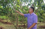 Giám đốc HTX ở Sơn La làm giàu từ trồng cây ăn quả