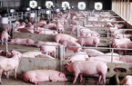 Giá lợn Việt sắp về mốc 50.000 đồng/kg, giá lợn Trung Quốc cũng rớt thê thảm 2 tuần qua