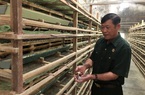 Một nông dân Lâm Đồng lãi tiền tỷ, lãi tiền to khi nuôi thứ chim bé như nắm tay, đẻ trứng thì thôi rồi