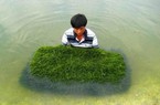 Rong biển Việt Nam là "mỏ vàng" chưa "vớt" được, thị trường trong nước thì rong ngoại áp đảo