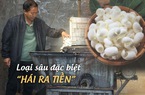 Một thị trấn ở Trung Quốc dùng loại 'sâu đặc biệt' để hái ra tiền