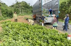 "2 cây - 1 con" giúp nông dân một xã của Lào Cai giàu lên trông thấy