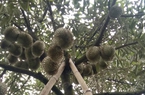 "Cây tiền tỷ" ra loại quả ngon cơm vàng hạt lép ở Khánh Hòa vẫn giữ được thương hiệu sau gần 11 năm