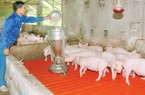 Lập trang trại nuôi lợn, nuôi gà, nuôi ngan Pháp trên rú cát, ông nông dân TT-Huế thu tiền tỷ