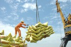 Giá gạo Việt tăng mạnh, dự báo lập kỷ lục xuất khẩu 4 tỷ USD
