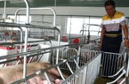Một tỷ phú nông dân ở Kon Tum đi xe ô tô tiền tỷ, nuôi heo như thế nào mà thu 12-14 tỷ/năm?