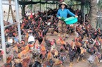Nuôi gà kiểu gì mà chị nông dân Bến Tre cứ nói bán được rồi là có thương lái vô nhà mua ngay?