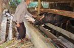 Không "dẫn" được trâu, bò qua cửa khẩu sang Trung Quốc, vỗ béo xong, nông dân Cao Bằng đành bán về đâu?