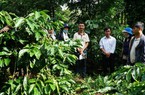 Phát triển ngành cà phê Tây Nguyên: Vai trò kết nối của khuyến nông cộng đồng