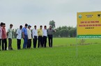 Quy trình canh tác lúa tổng hợp thích ứng với biến đổi khí hậu ở ĐBSCL có gì mới mà được đánh giá cao?