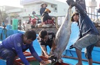 Thủ tướng yêu cầu chấm dứt tình trạng tàu cá khai thác bất hợp pháp trước 31/3/2023