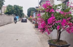 Làng "sành điệu" ở Bắc Giang, đường nông thôn mới trồng hoa giấy, cây cảnh "xịn", ai qua cũng trầm trồ