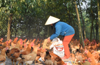 TT-Huế: Hội viên, nông dân mong được hỗ trợ đầu ra cho nông sản VietGAP, nông sản hữu cơ 