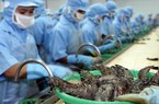 Toàn cầu lên cơn sốt, Việt Nam trở thành quốc gia xuất khẩu thủy sản lớn thứ ba thế giới