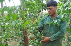 Loại cây dây leo treo quả đếm không kịp này gặp thời bán được giá khiến nông dân Đắk Nông trúng lớn