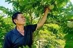 Trồng na VietGAP giỏi, một chi hội trưởng nông dân ở Lạng Sơn được Chủ tịch UBND tỉnh tặng bằng khen