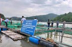 Nuôi cá nheo Mỹ trên sông, hồ chứa nước ngọt ở Lạng Sơn, cứ 1 lồng bắt lên hơn 1,4 tấn