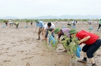 13.000 hộ dân và chủ rừng ở Quảng Ninh được trả tiền từ những dịch vụ của rừng 