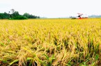 Giá gạo xuất khẩu neo ở mức 448 USD/tấn