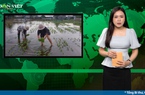 Bản tin Dân Việt Nóng ngày 7/12: Hàng trăm hecta rau màu phục vụ Tết chìm trong biển nước, nông dân Ninh Thuận khóc ròng