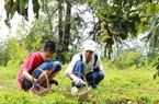 Nghỉ việc về quê làm nông dân, trồng cây dẻ đặc sản, trai làng Lạng Sơn lại thành công