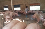 Sát Tết giá lợn hơi vẫn ảm đạm, trong khi Việt Nam đã chi gần 200 triệu USD nhập khẩu thịt lợn