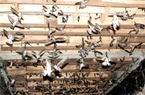 TT-Huế: Sẽ di dời, chấm dứt hoạt động hàng nghìn cơ sở nuôi chim yến