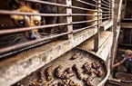 Phương pháp làm cà phê chồn đắt nhất thế giới