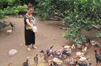 Gà Móng đặc sản ở Hà Nam là giống gà gì, ngon cỡ nào mà giá bán cao lại khan hiếm liên tục?