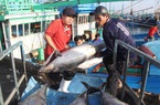Loài cá khổng lồ được người Nhật Bản mua nhiều nhất là loài có rất nhiều ở Việt Nam