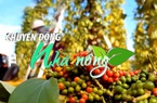 Chuyển động Nhà nông 12/2: Giá tiêu hôm nay nối dài đà tăng tại một số địa phương trọng điểm trong nước
