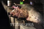 Người chăn nuôi lợn tại Trung Quốc lại gặp khó khăn