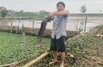 Tát ao bắt vô số cá bự, nông dân Thanh Hóa chế biến thành các món ngon, cả làng khen nức nở