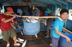 Giá cá tra nguyên liệu tăng mạnh, nông dân ương cá tra giống tiếc hùi hụi