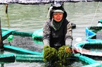 Vùng đất này ở Khánh Hòa, nông dân lội đìa vớt thứ "rau đặc sản nước mặn" này, lên bờ thương lái "cân tất"