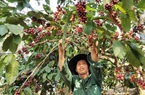 Việt Nam "chấp" 3 "ông lớn", chỉ thua Brazil khi xuất khẩu cà phê vào thị trường này