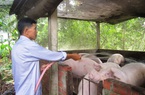 Vì sao giá heo hơi phục hồi mà nông dân nuôi heo ở miền Tây lại chồng chất nỗi lo?