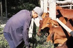 Vì sao nông dân nuôi vỗ béo bò ở Ninh Thuận thích dùng cây bắp ủ chua làm thức ăn cho bò?