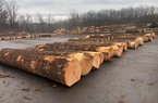 Giá gỗ nguyên liệu nhập khẩu cao 'ngất' vì khan nguồn cung