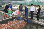 Quảng Nam: Được tiếp vốn nông dân vững tin mở rộng mô hình nuôi cá nước lợ, thu lãi hàng trăm triệu đồng mỗi năm