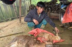 Gần 3.000 "đầu cơ nghiệp" chết thảm vì rét đậm rét hại, nông dân cần làm gì để được hỗ trợ?