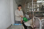Sắp có vaccine dịch tả lợn châu Phi, người chăn nuôi yên tâm tái đàn