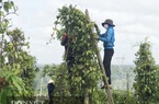 Giá tiêu tăng hơn 15.000 đồng/kg, chưa hái xong nhà vườn đã biết có hàng trăm triệu đồng/ha