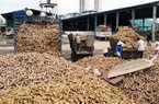 Thái Lan thông báo tăng giá sàn xuất khẩu tinh bột sắn, sắn Việt Nam vẫn 'khó cửa' vào Trung Quốc
